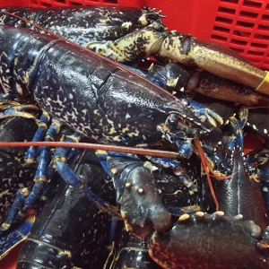 Bogabante Azul directo de lonja