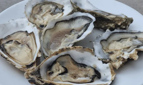 Ostra rugosa gallega